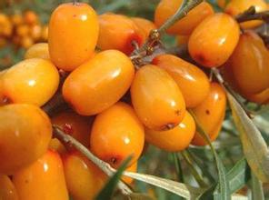 Suco em pó Sea Buckthorn