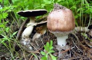 Agaricus Blazei Murill extrato