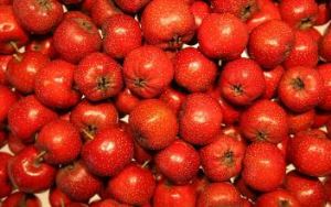 Hawthorn fruta em pó orgânico, bagas de espinheiro, erva de espinheiro, fruto de espinheiro, pó de baga de espinheiro