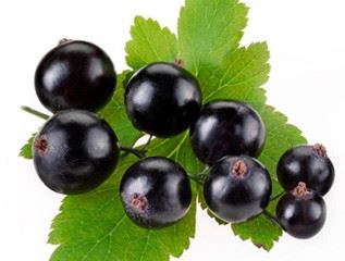 Black currant