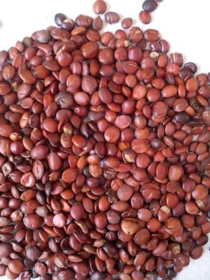 Data da Espinha