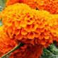 Por que Marigold proibiu em Cometics?